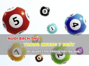 Nuôi bạch thủ trong khung 7 ngày bí quyết chơi không nên bỏ qua